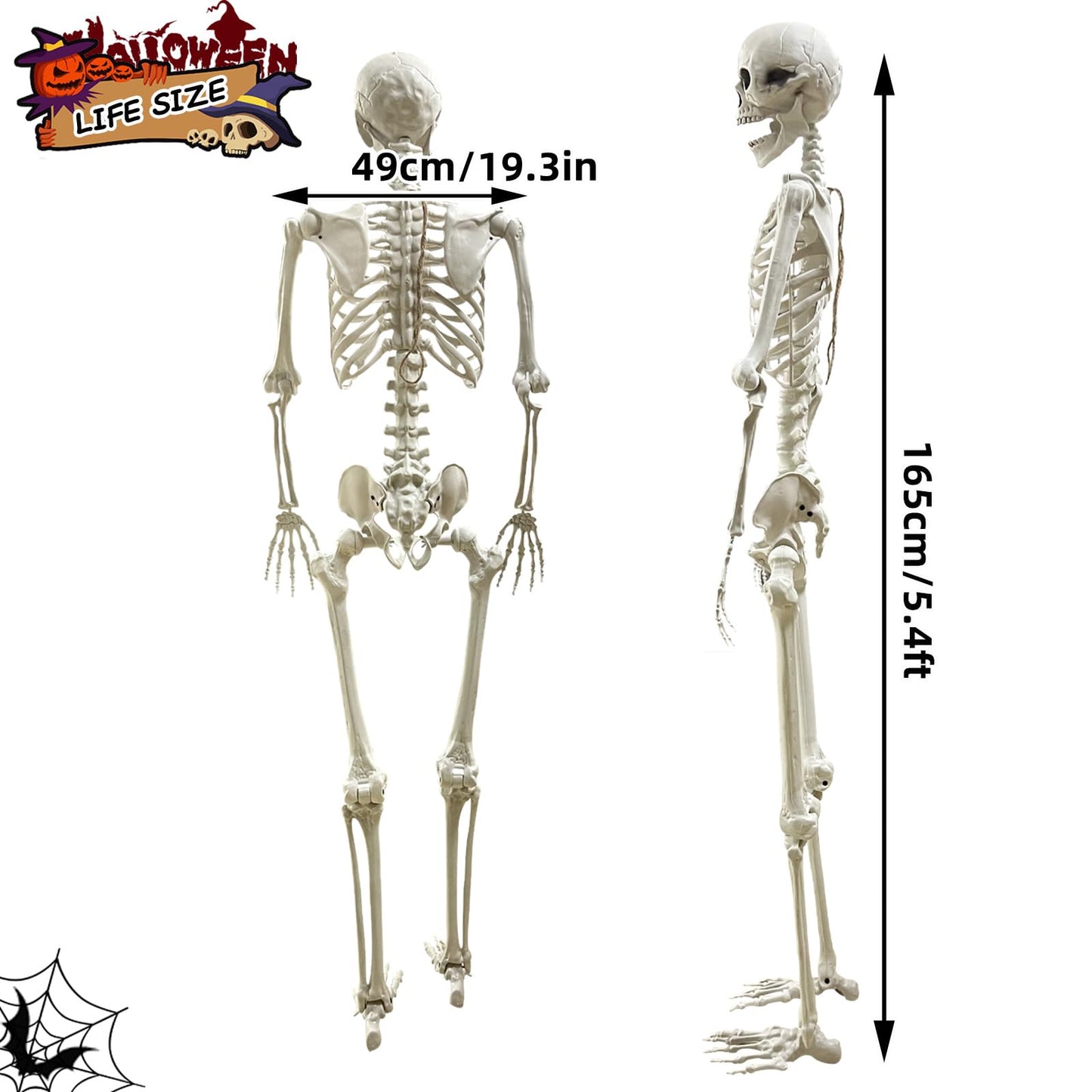 Wocst 5.4Ft Halloween Life Size Human Skeletons Poseable Life Size Skeletons with Rope Plastic Human Bones with Movable Joints for Halloween Decoration