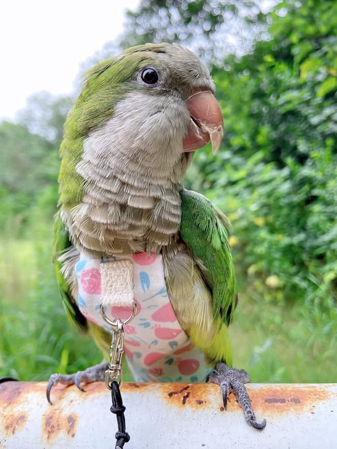 Bird Diaper Harness Flight Suit Clothes, Parrot Flight Suit with Leash, Bird Flying Clothes with Rope and Handle for Outdoor Activities Training (Pink with Leash,Medium)