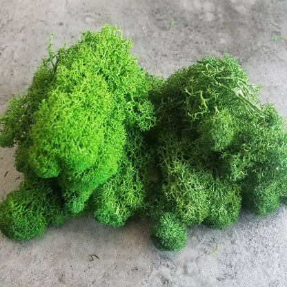 Prefleur Preserved Reindeer Craft Moss Natural Green DIY Kit Gardenning Art Wall Decor Florist Easter Table Decor Wedding Decor (0.85lb)(Green-02)