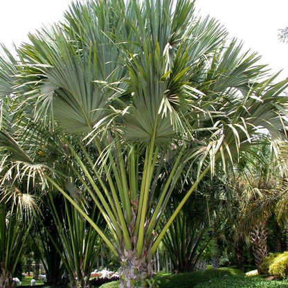 Palm Tree Plant, Live Tropical Palm Tree, Fully Rooted in 3 Gallon Pot, Ready for Outdoor Planting (Huge Green Leaves Palm)