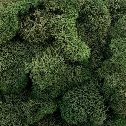 Quality Growers - Preserved Reindeer Moss - Moss for Crafts, Home Decor, Art, Design & DIY Projects - Non-Toxic - USA Made (Basil, Medium)
