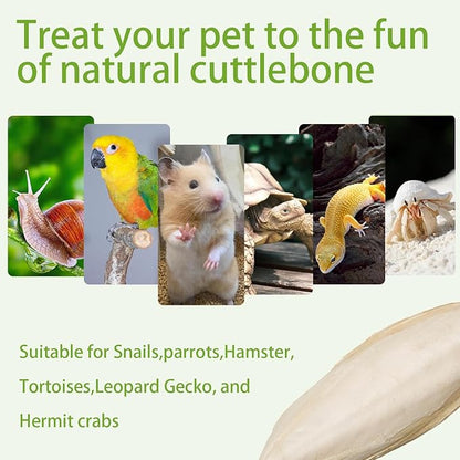 4.8"-5.1" Cuttlebone for Birds,Parakeets Cuddle Bone Beak Trimming,Premium Calcium Natural Cuttlefish Bone for Parrot,Cockatiel,Budgie,Tortoise, Snails,Reptiles,20 Pcs