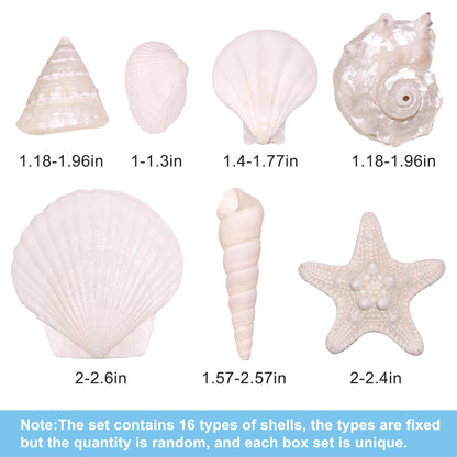 WeDoSoy Silver White Sea Shell Mixed Ocean Shells Set, 1.2"-2.6" Various Sizes Natural Seashell & Starfish for Beach Themed Decor, DIY Crafts, Vase Fillers, Fish Tank, Home, Wedding & Party Decoration