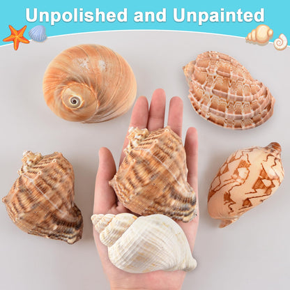 LYHZLBAY Hermit Crab Shells Large 6pcs,Natural Conch Shell Size 2.8" - 3.8", Opening Size 1.5" - 2.7", Large Sea Shells Turbo Seashells for Hermit Crab Supplies and Beach Decorations