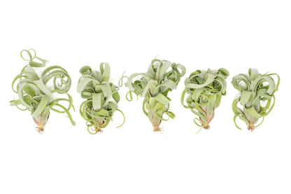 Air Plant Shop 3 Pack Tillandsia Curly Slim (T. Intermedia x T. Streptophylla) Air Plant - Succulents - Live Tillandsia - Easy Care Indoor and Outdoor House Plants