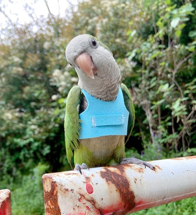Bird Flight Harness Vest Parrot Flight Suit with Leash for Parakeets Cockatiels Conures Budgies, Bird Flying Clothes with Rope and Handle for Outdoor Activities Training (Medium,Blue)