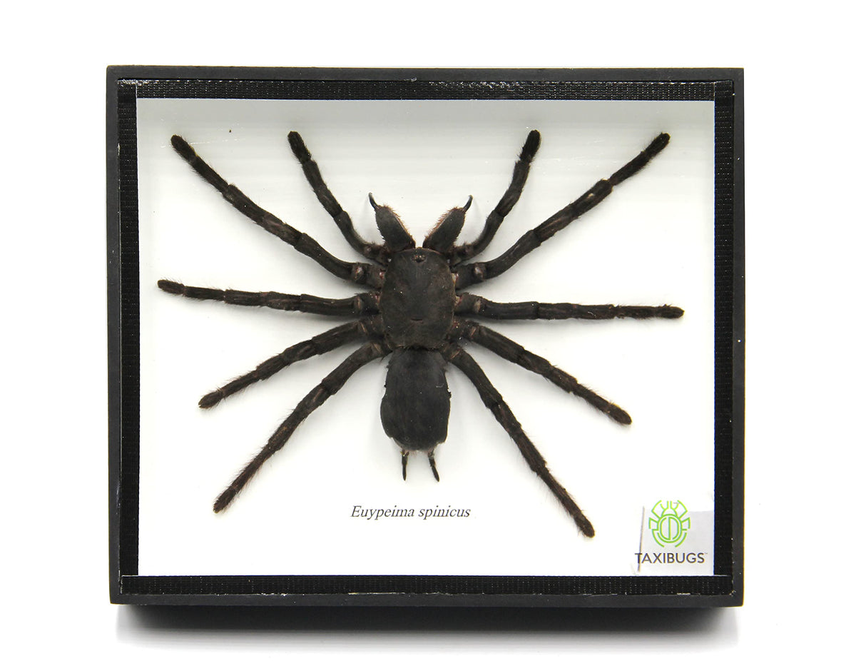 Real Giant Bird Eating Tarantula EURYPEIMA SPINCRUS Spider Taxidermy Transparent Boxed Display (Black Wooden Box)