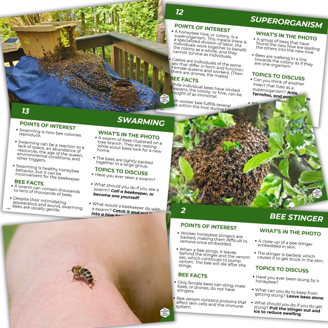 Educational Beekeeping Cards – 12x18 Oversized Beekeeping Flashcards for Teaching Bees and Beekeeping - Classroom and Workshop Learning Tool (Expansion Set - Laminated)