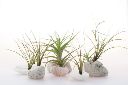 Air Plant Low Light House Plants Box 10PK, Tillandsia Air Plants Live Houseplants Live Indoor Plants Live Succulents Plants Live Terrarium Plants Live, Air Plant Holder Airplant Kit by Plants for Pets