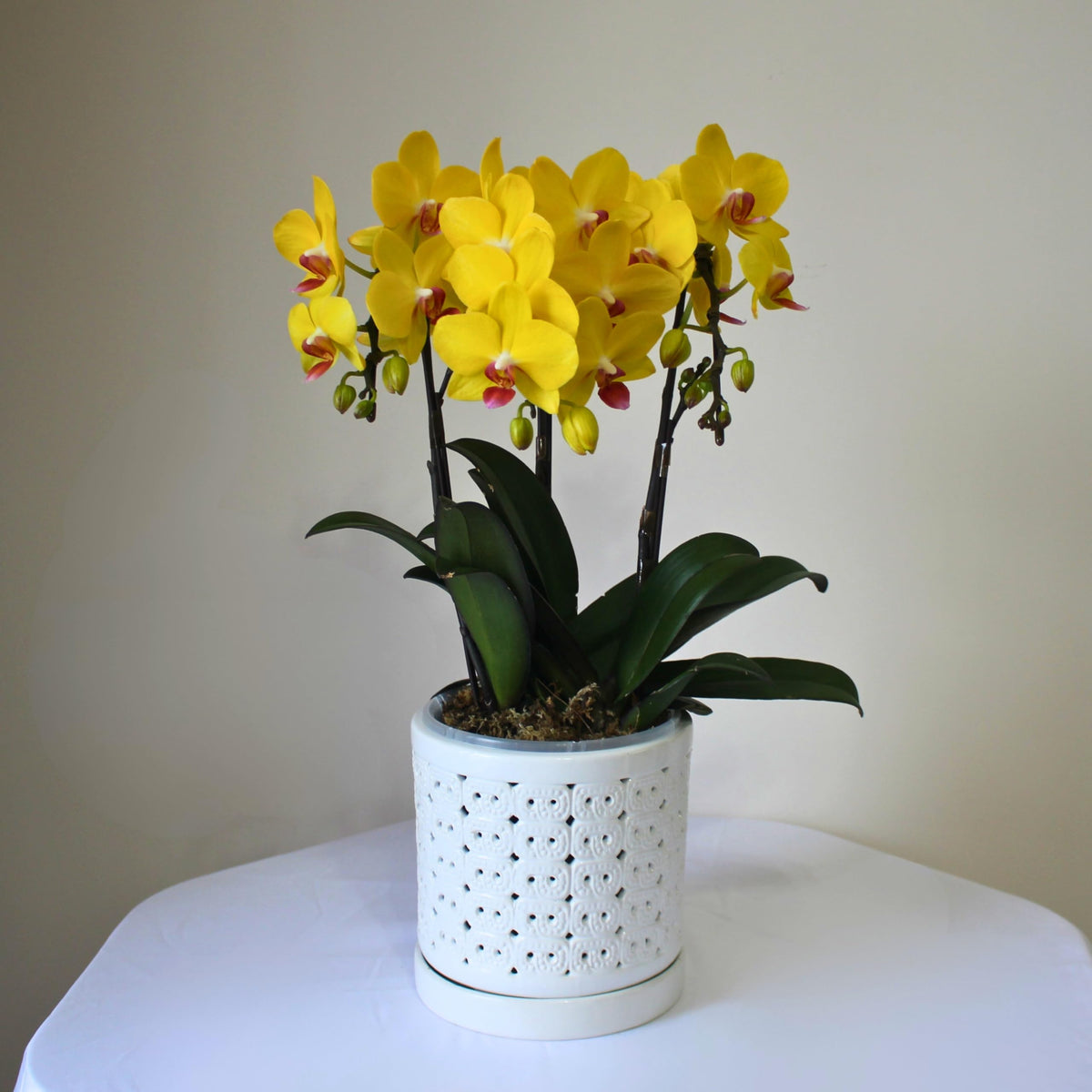 DESQUIGGLE White Ceramic Orchid Planter, 6 Inches Wide, Large Orchid Pots with Holes for Indoors Or Outdoors with Swirl Cut Out Pattern, Orchid Gifts