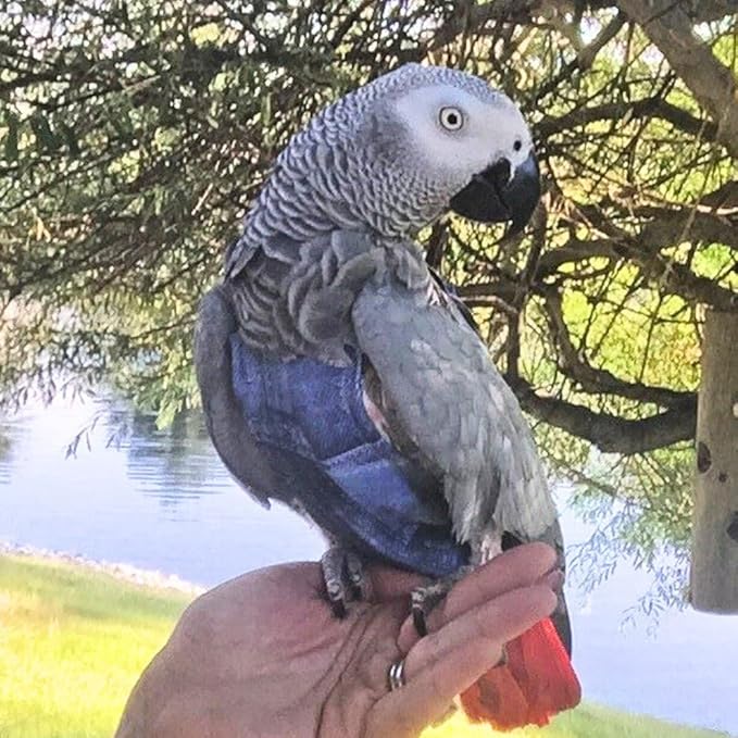 Avian Fashions FeatherWear FlightSuit Wide Plus(8) Bird Diaper in Denim Print