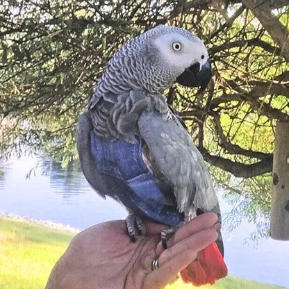 Avian Fashions FeatherWear FlightSuit Wide Plus(8) Bird Diaper in Denim Print