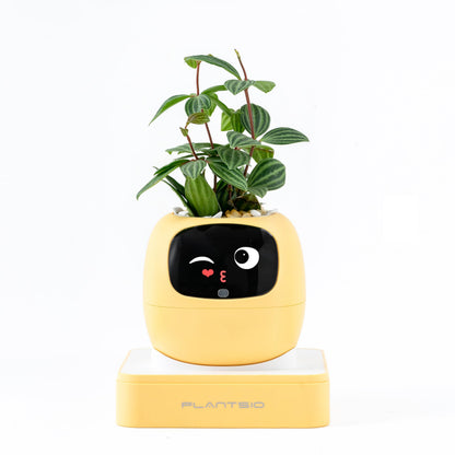 PLANTSIO Ivy Interactive AI Desk Companion, Smart Plant Pet with 100+ Expressions, Cute Indoor Planter for Office Decor, Unique Gift for Plant Lovers & Coworkers(Lemon)