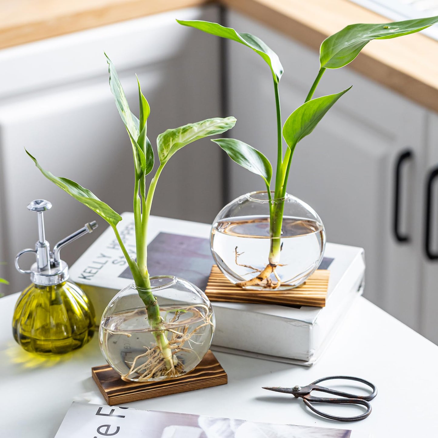 wangsdjy Glass Planter Propagation Station with Wooden Base - Clear Oblate Hydroponic Vase, Decorative Desktop Flower Vase for Home, Office, Windowsill - Gift for Plant Lovers (4)