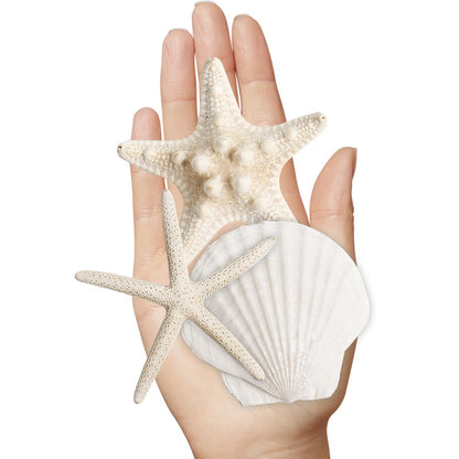 HAPYSHOOP 16 Pieces Starfish and Scallop Shells for Crafts 2.6"-3.8" Large Seashells Natural Sea Shells for Crafts Christmas Decor Beach Party Wedding Fishtank