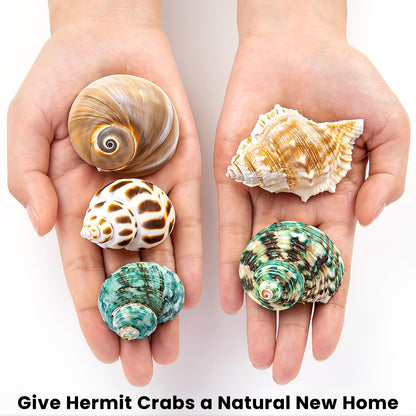 WeDoSoy 5PCS Hermit Crab Shells | Natural Sea Conch Size 2.1" - 2.8", Opening Size 0.9" - 1.5" | Medium Large Turbo Seashells for Hermit Crab Supplies and Beach Decoration Sea Shell