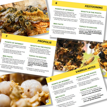 Educational Beekeeping Cards – 12x18 Oversized Beekeeping Flashcards for Teaching Bees and Beekeeping - Classroom and Workshop Learning Tool (Complete Set - Laminated)