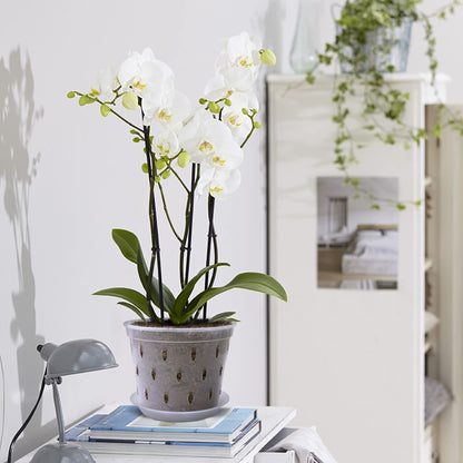 lanccona Orchid Pot, 7 Inch 8 Pack Orchid Pots with Holes and Saucers, Clear Plastic Plant Pot Indoor