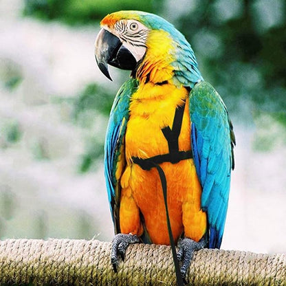 Parrot Harness Leash, Adjustable Buckle Elastic Rope Easy to Wear Convenient String for Cockatiel Lovebird Outdoor Playing Parties (XS)