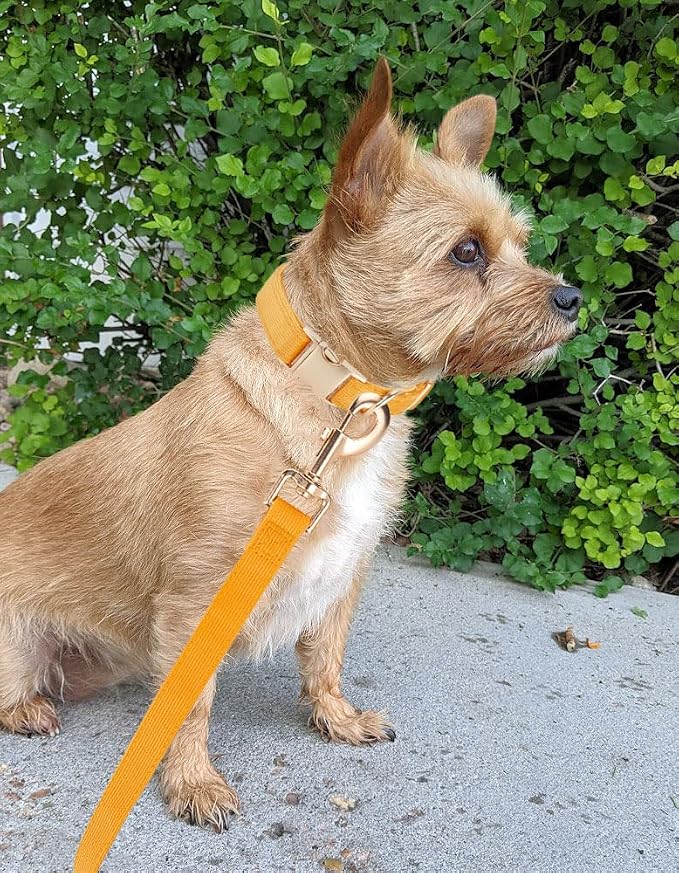 Soft Cotton Dog Collar with Metal Buckle Adjustable Heavy Duty Comfy Corduroy Collars for Small Medium Large Dogs,Orange,Large