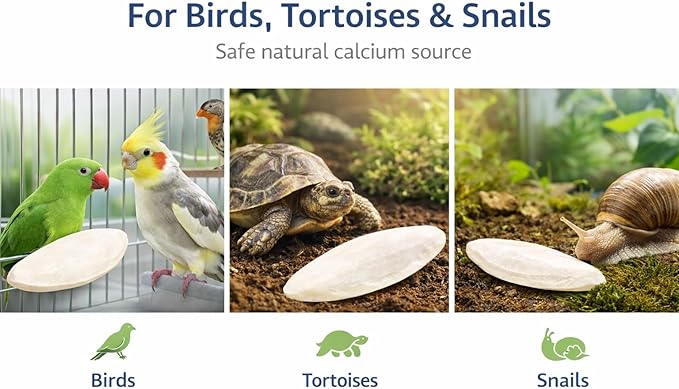 Birds LOVE 7.5-8" Cuttlebone for Birds – 100% Natural Sun-Dried Calcium Carbonate Mineral Supplement – for Parakeets, Budgies, Cockatiels, Finches & Canaries – 6 Pack with Holder – Made in Vietnam