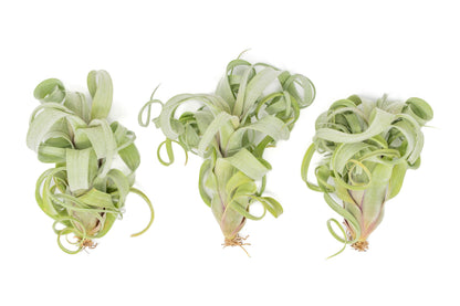 Air Plant Shop Tillandsia Curly Slim (T. Intermedia x T. Streptophylla) Air Plant - Succulents - Live Tillandsia - Easy Care Indoor and Outdoor House Plants (Pack of 1)