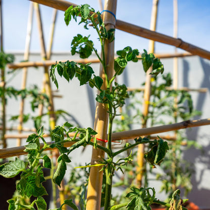 Plant Stakes,25Pcs Bamboo Stakes,4 FT Natural Bamboo Plant Support Stakes,Bamboo Stakes for Indoor and Outdoor Plants Tomatoes Beans Flowers Potted Plants Climbing Support