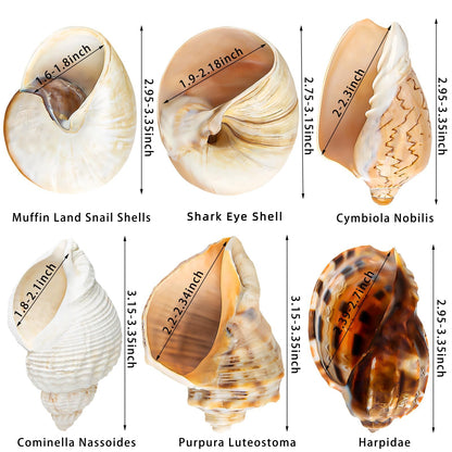 6PCS Large Hermit Crab Shells | Natural Sea Conch Size 3" - 3.5", Opening Size 1.5" - 2.5" | Turbo Seashells for Hermit Crab Supplies and Beach Decoration Large Sea Shell