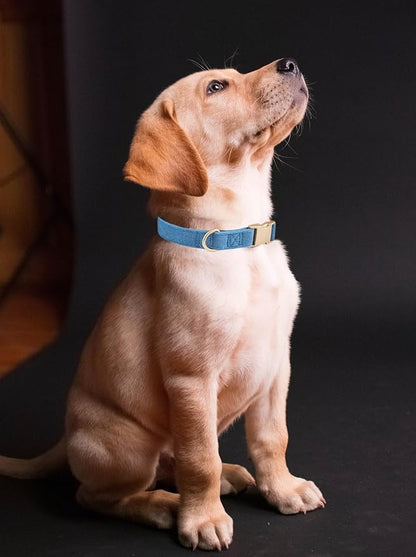 Soft Corduroy Dog Collar and Leash Set Adjustable Durable Dog Collars with Metal Buckle and Lead for Large Dogs,Royal Blue