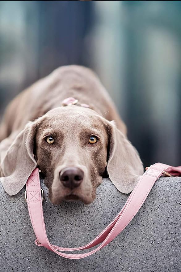 Soft Leather Dog Collar and Leash (6.6') Set - Stylish Rose Gold Heavy Duty Metal Buckle, 4 Adjustable Lengths Leash for Small Medium Large Dogs - Comfortable & Easy to Clean Pink M(13.8"-19.7")