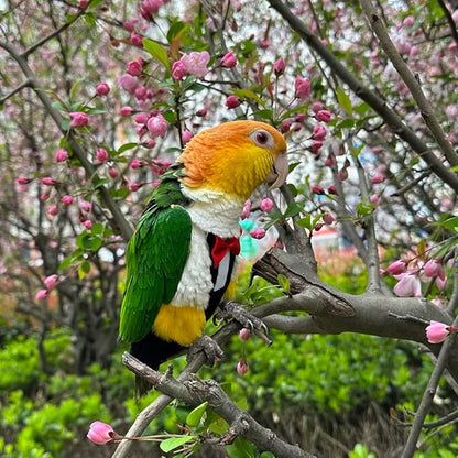 Bird Harness Leather Set Tuxedo Flight Suits with Nappy Diapers Waterproof Inner Layer Urine Wet for Parrot Cockatiel Conure Parakeet Macaw Budgie (4XL)
