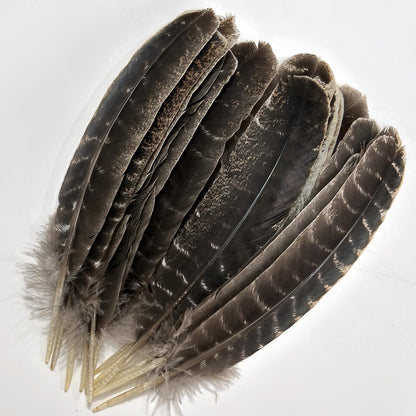 Turkey Wing Feathers,Natural Big Long Feather,11-13 inches (28-33cm),Large Size Bilateral Feathers,Left and Right Wings for Crafts,Bulk 12pcs (Natural Turkey Wing-1)