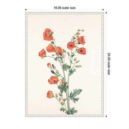 Amanti Art Framed Canvas Wall Art 24x18 Scarlet Globe Mallow (1925) Framed Wall Art Canvas, Flowers Artwork, Traditional Decor, Medium Poster for Living Room, Bedroom, Bathroom, Kitchen, Office