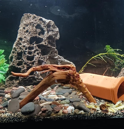 YZHZOM 8pcs Natural Small Spiderwood Driftwood for Aquarium Decor Aquarium Driftwood Freshwater Reptile Driftwood Aquarium spiderwood (spiderwood 5-6inch 8pcs)
