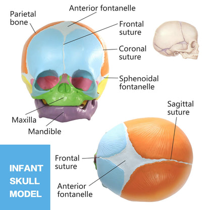 HADWYN 2026 New Life Size Human Infant Skull Model,Anatomy Fetus Brain Head，Baby Skull Model for Medical Teaching Learning, Learning Education Display Tool, Hand Painted