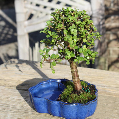 Brussel's Bonsai - Live Dwarf Jade Bonsai Tree in a Zen Ceramic Bonsai Pot, Indoor Succulent Houseplant, 3 Years Old, 5-8 Inches Tall, Easy Care Plant for Home or Office (Small, Green)