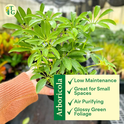 Thorsen's Greenhouse Live Arboricola Umbrella Tree Plant, Schefflera Arboricola, Natural Air Purifier, Easy to Grow, Live Indoor Houseplant, 6-inch Diameter (Growers Pot (6" Pot))