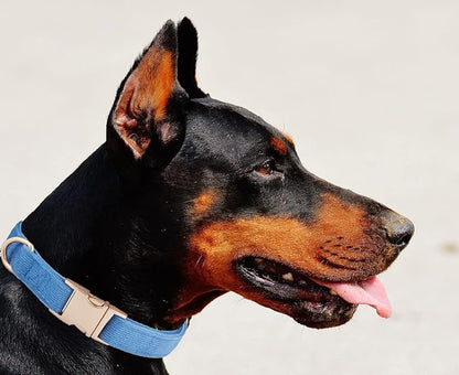 Soft Cotton Dog Collar with Metal Buckle Adjustable Heavy Duty Comfy Corduroy Collars for Small Medium Large Dogs,Blue,Medium