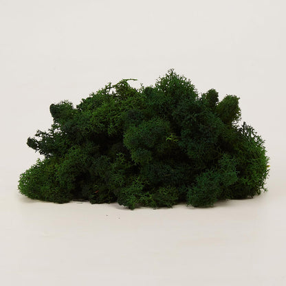 Prefleur Preserved Reindeer Craft Moss Natural DIY Kit Gardenning Art Wall Olive Green Florist Easter Table Decor Wedding(0.85lb)(Green-12)