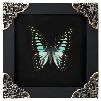 Real Butterfly Black Framed Butterflies Shadow Box Bug Wooden Insect Specimen Entomology Oddity Taxidermy Handmade Decor Wall Hanging K12-11-DE