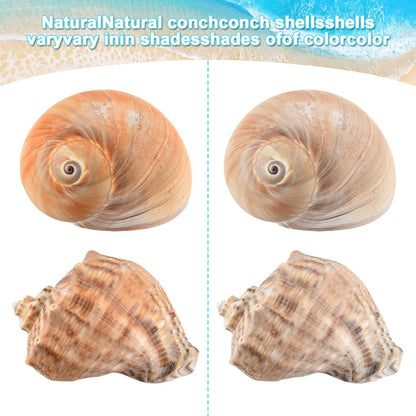 LYHZLBAY Hermit Crab Shells Large 6pcs,Natural Conch Shell Size 2.8" - 3.8", Opening Size 1.5" - 2.7", Large Sea Shells Turbo Seashells for Hermit Crab Supplies and Beach Decorations