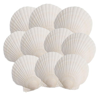 OTNBGSR 10PCS Scallop Shells, 4''-5'' White Seashells,for DIY Crafts, Painting, Ocean Themed Parties and Home Decorations.