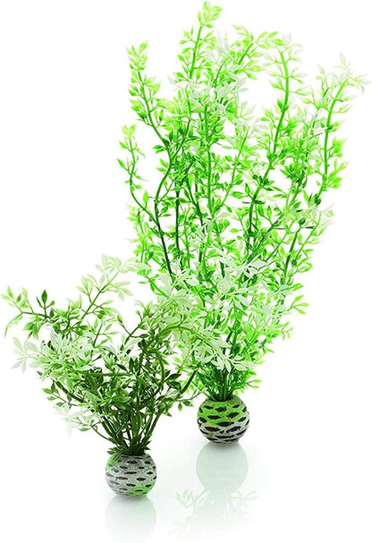 biOrb Winter Flower Plant Pack Medium