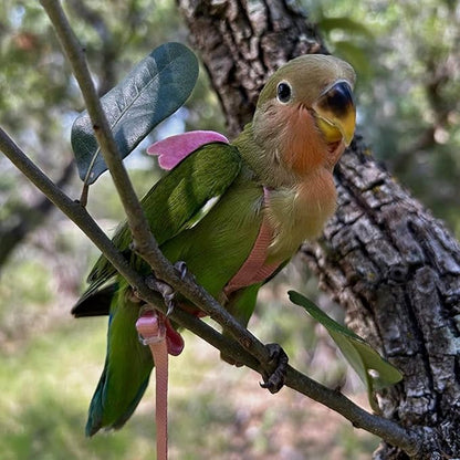 Pet Parrot Bird Harness and Leash, Adjustable Training Design Anti-Bite, Bird Nylon Rope with Cute Wing for Parrots, Suitable for Macaw Cockatoo Cockatiel Lovebird Conure African Grey (Pink,M)
