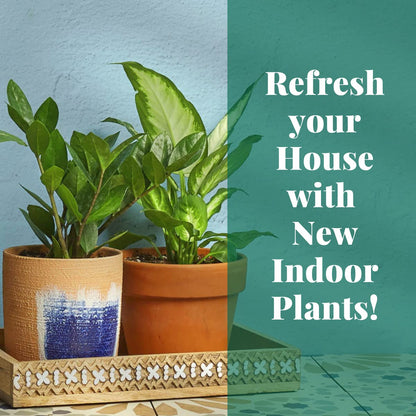 HOUSE PLANT SHOP | Tillandsia Air Plant 'Adreana'| Live Indoor Plant | Easy to Care | Natural Décor Plant | Great Gifts| Free Care Guide