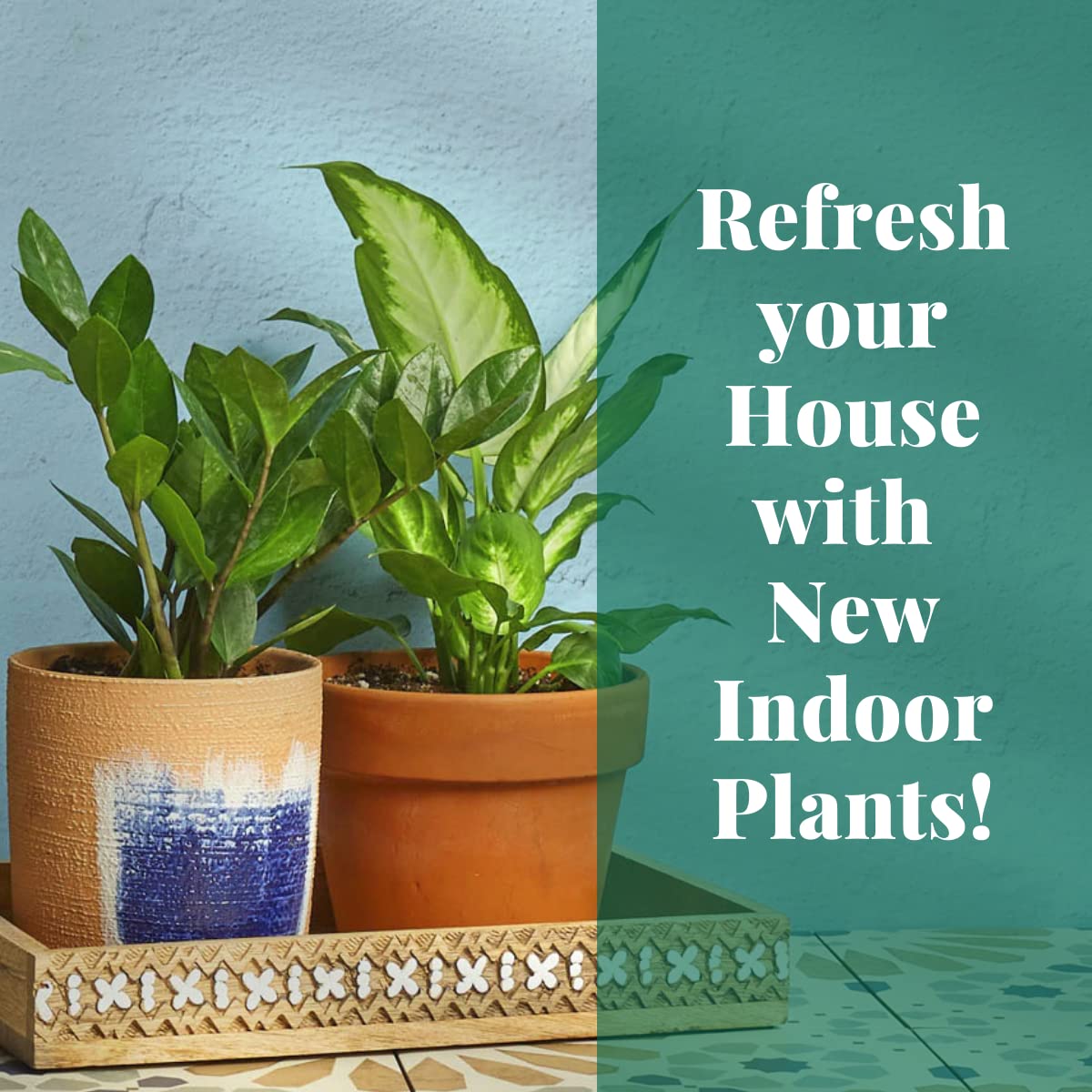 HOUSE PLANT SHOP | Tillandsia Air Plant 'Bulbosa'| Live Indoor Plant | Easy to Care | Natural Décor Plant | Great Gifts| Free Care Guide