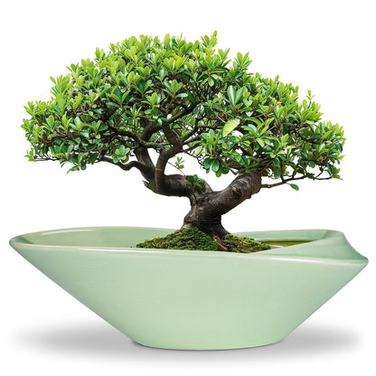 EPFamily Ceramic Bonsai Pot - 18 Inch Planter with Drainage Hole Large Modern Bonsai Planter Decorative Succulent Flower Plant Pot for Indoor Plants Outdoor Green