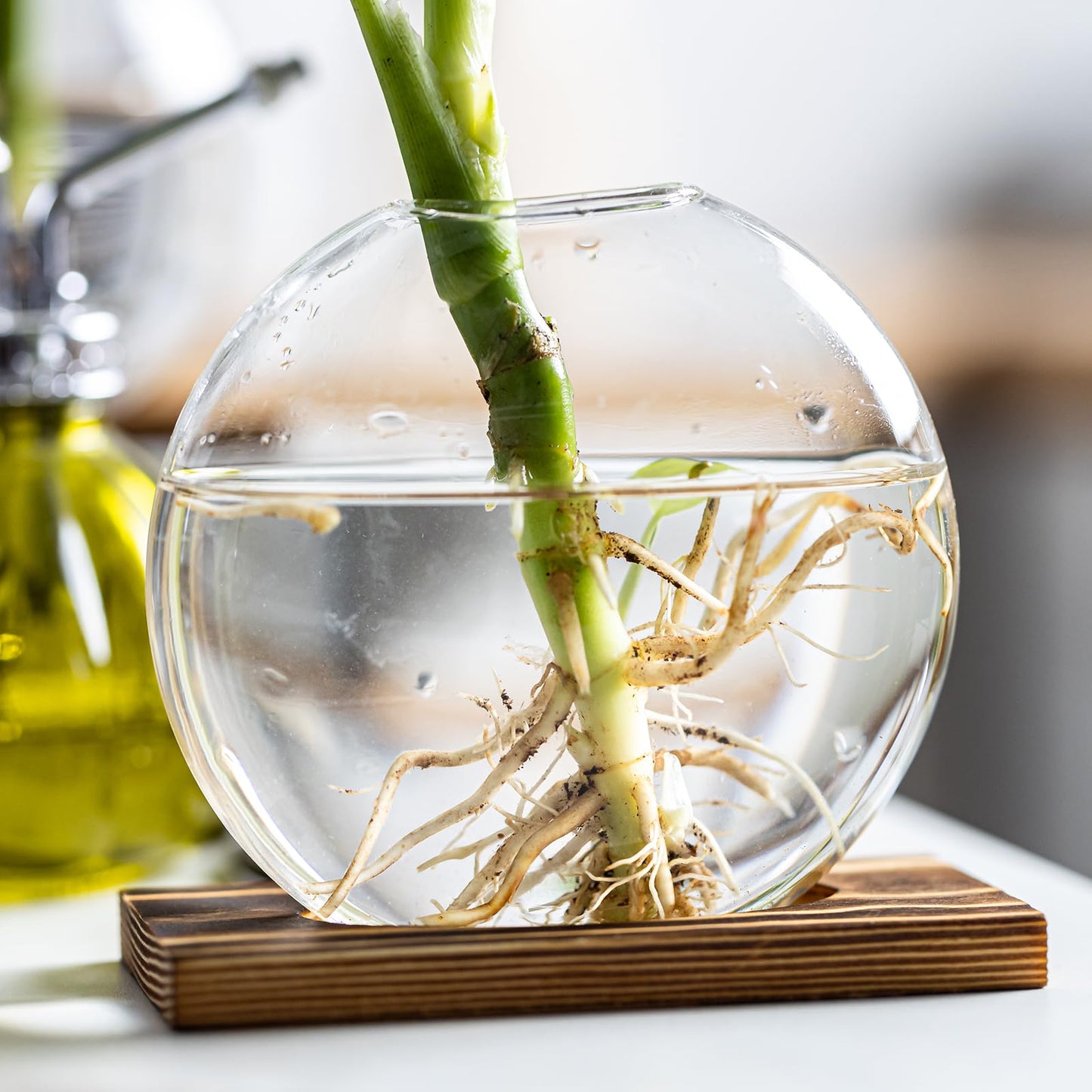 wangsdjy Glass Planter Propagation Station with Wooden Base - Clear Oblate Hydroponic Vase, Decorative Desktop Flower Vase for Home, Office, Windowsill - Gift for Plant Lovers (6)