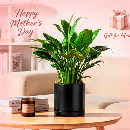 vancasso Ceramic Plant Pots, 3 Piece Planters for Indoor Plants, 4.25+5.25+6.25 Inch Flower Pots with Drainage, Plant Pots Indoor for Succulent, Pothos, Snake Plant and Money Tree, Etc (Black)
