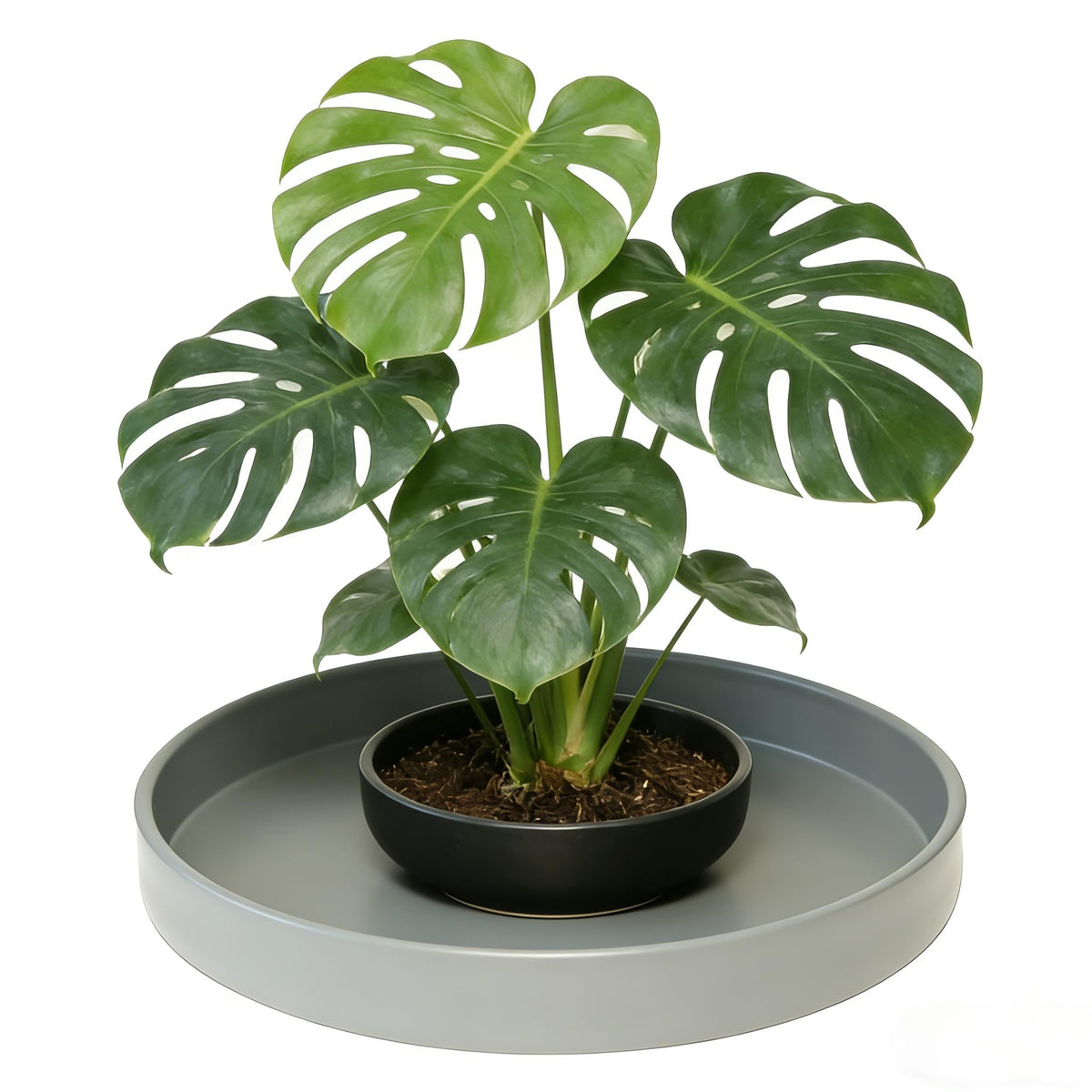 Afrine 1 Pack 12 inch Plant Saucer Drip Tray, Heavy Sturdy Plastic Planter Flower Pot Drainage Tray Plate Saucers for Indoor Outdoor Garden, Plant Water Drip Trays for pots Base (12", Gray)